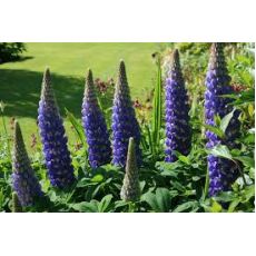 Lupinus Acı Bakla Çiçeği