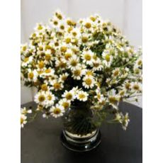 Papatya Çiçeği Beyaz Matricaria Chamomilla Renkli Saksıda
