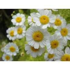 Beyaz papatya Çiçeği Matricaria Chamomilla Kasada 45 Adet Fiyatımızdır