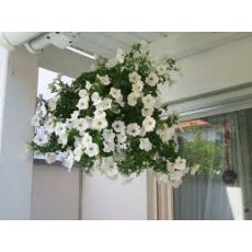 Petunya Çiçeği Askılı Saksıda