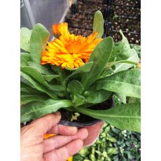 Kalandula Çiçeği Portakal Nergisi Calendula Aynı Sefa 1 Adet saksı Fiyatıdır