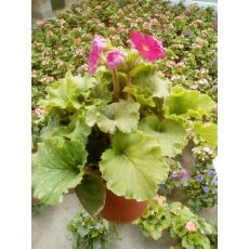 Primula Çiçeği