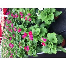 Onbiray Çiçeği Begonia Obconica