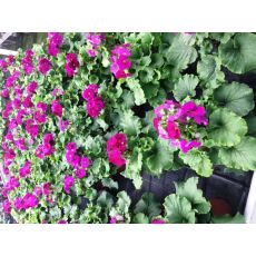 Onbiray Çiçeği Begonia Obconica