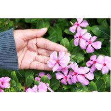 Rozet Çiçeği Vinka Pervane Çiçeği Catharanthus Roseus Saksıda 1 Adet