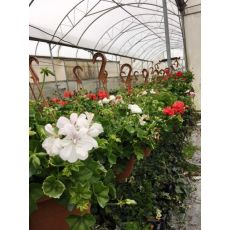 Sakız Sardunya Pelargonium Peltatum Askılı Saksıda