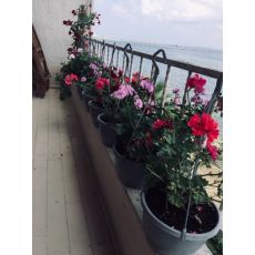 Sakız Sardunya Pelargonium Peltatum Askılı Saksıda