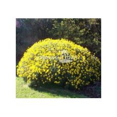 Sarı Papatya Çiçeği Euryops Pectinatus 45 Adet Fiyatımızdır