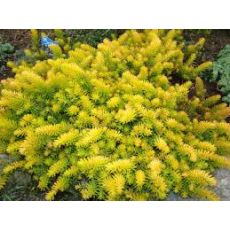 Sedum Sukullent Sarı Dam Koruğu Sedum Reflexum 45 adet Fiyatıdır