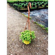 Sedum Kıvırcık Askılı Saksıda 20-22 Cm Çapı