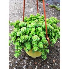 Sedum Kıvırcık Askılı Saksıda 20-22 Cm Çapı