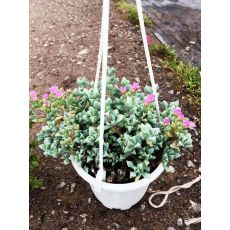 Sedum Lila Çiçekli Askılı Saksıda 20-22 Cm Çapı