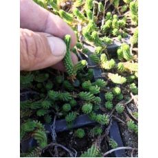 Sedum Sukulent Solucan Kırkayak Sedum Fidanı Dam Koruğu Sedum Reflexum 45 adet Fiyatıdır