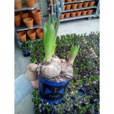 Sümbül Çiçeği İthal Kokulu 3 lü Dikim Hyacinthus orientalis hepsi pembedir