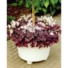 Süs Yoncası Uyku Çiçeği Oxalis Triangularis