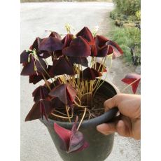 Süs Yoncası Bordo Yapraklı Uyku Çiçeği Oxalis Triangularis