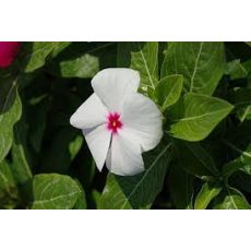 Rozet Çiçeği Vinka Pervane Çiçeği Catharanthus Roseus 45 Adet Fiyatımızdır