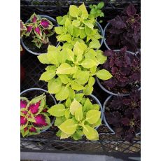 Yaprak Güzeli Çiçeği Kolyoz Coleus blumei 10-15 Cm