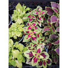 Yaprak Güzeli Çiçeği Kolyoz Coleus blumei 10-15 Cm