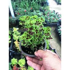 Yaprak Güzeli Çiçeği Kolyoz Coleus blumei 10-15 Cm