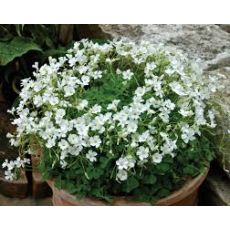 Yonca Beyaz Çiçeki Oxalis Articulata 5 Adet Fiyatımızdır