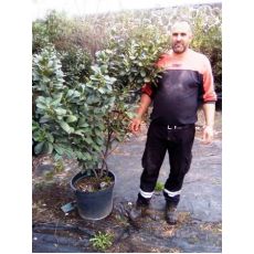 Bodur Karayemiş Laz Üzümü Ağacı Prunus Laurocerasus 200-225 Cm