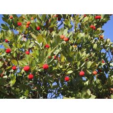 Kocayemiş Dağ Çileği Fidanı Arbutus Unedo 140-160 Cm