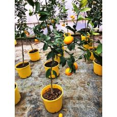 Limon Fidanı Mexikana Lime Meyve Verir Halde 130-150 Cm