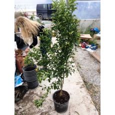 Mandalina Fidanı kalamondin Kalomondin Calomondin Süs Mandalinası 140-160 Cm