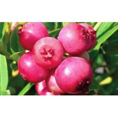 Yaban Mersini Fidanı Pink Limonade Likapa  Blueberry 50-70 Cm