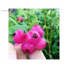 Yaban Mersini Fidanı Pink Limonade Likapa  Blueberry 50-70 Cm