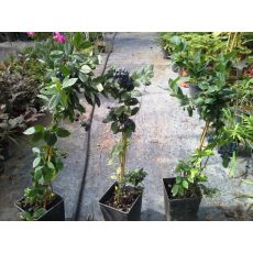 Yaban Mersini Fidanı Eliot Likapa  Blueberry 35-45  Cm