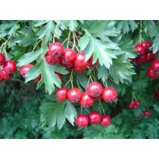 Alıç Fidanı Aşılı Crataegus 60-80 Cm