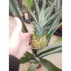 Ananas Fidanı İthal Meyveli 80-100 Cm