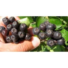 Mersin Bitkisi Fidanı Aronya Aronia melanocarpa Rus Yaban Mersini