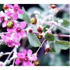 Böğürtlen Fidanı Dikensiz Bursa 1 Boyu 160-175 Cm