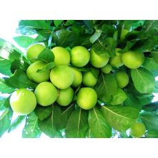 Erik Ağacı Erik Fidanı Papaz Yeşil Erik 10-12 Cm Gövde Çevresi