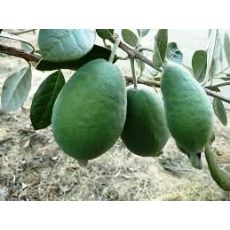 Fejyo Fidanı Kaymak Ağacı Feijoa Acca Sellowiana 30-40 Cm