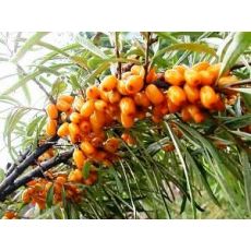 İğde Ağacı İğde Fidanı Elaeagnus angustifolia