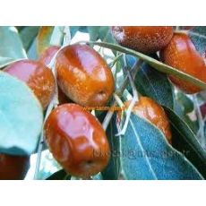 İğde Ağacı İğde Fidanı Elaeagnus angustifolia