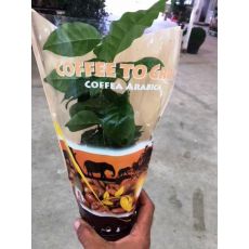 kahve Ağacı Fidanı İthal Rubiaceae Coffea 20-25 Cm