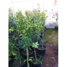 Kumkuat Kamkat fidanı Meyveli 100-120 Cm