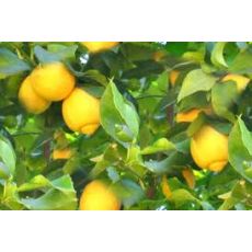 Limon Fidanı Mayer 130-150 Cm 