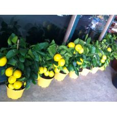 Limon Fidanı İthal 30-50 Cm