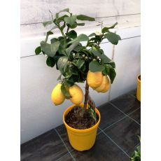 Limon Fidanı İthal 20-30 Cm