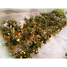 Limon Fidanı İthal 40-50 Cm