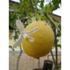 limon fidanı 40-60 Cm