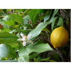 Limon Fidanı Kütdiken 60-70 Cm