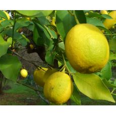 Limon Fidanı Yediveren Meyve Verir Halde 110-130 Cm