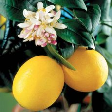 Limon Fidanı Mayer Meyve Verir Halde